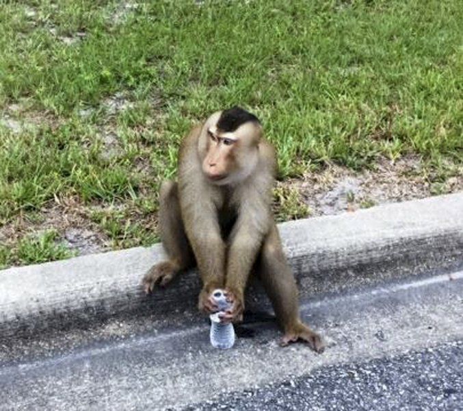 Monkey has fun on the loose in Orlando suburb | Valdosta Daily Times