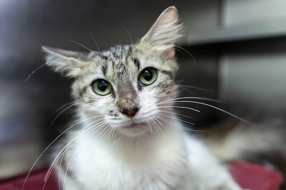 Pets of the Week for July 17